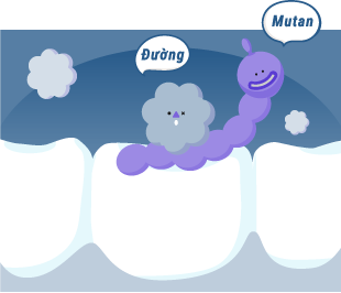Vi khuẩn Streptococcus Mutans là một trong những nguyên nhân chính gây ra sâu răng